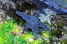 Sea Stars