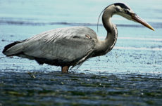 109 Great Blue Heron Jigsaw Puzzle