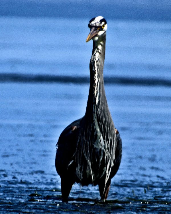110 Great Blue Heron Jigsaw Puzzle