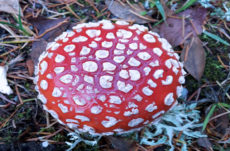 111 Amanita Muscaria Jigsaw Puzzle
