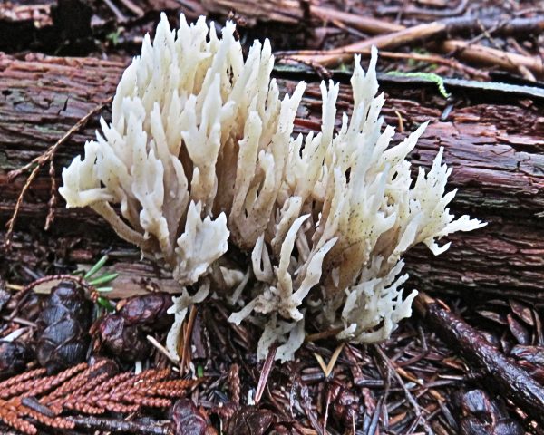 112 Crested Coral Jigsaw Puzzle