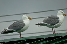 114 Glaucous Winged Gull Jigsaw Puzzle