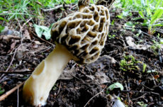 Mushrooms