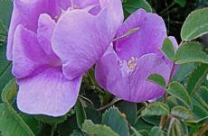 Plants