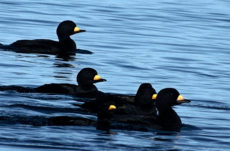 122 Black Scoter Jigsaw Puzzle