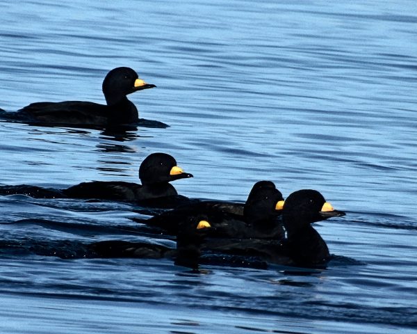 122 Black Scoter Jigsaw Puzzle