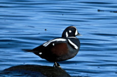 125 Harlequin Duck Jigsaw Puzzle