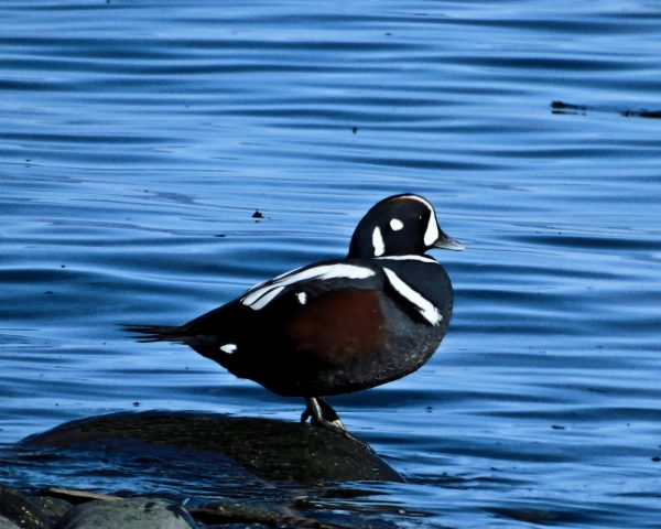 125 Harlequin Duck Jigsaw Puzzle