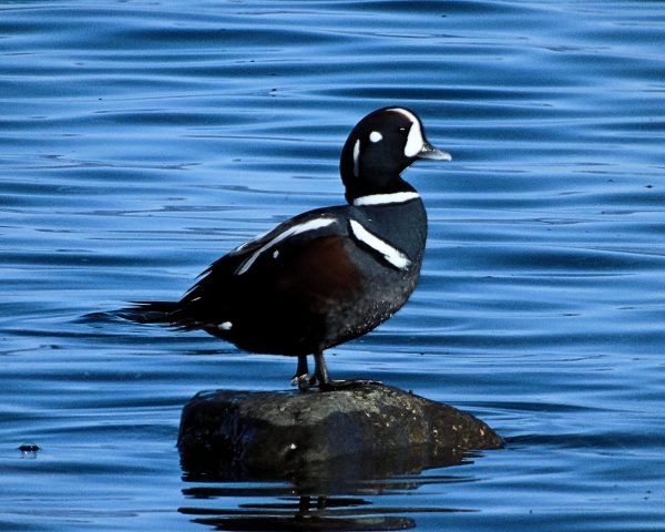 126 Harlequin Duck Jigsaw Puzzle