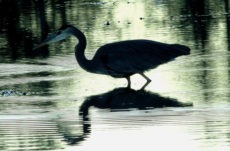 128 Great Blue Heron Jigsaw Puzzle
