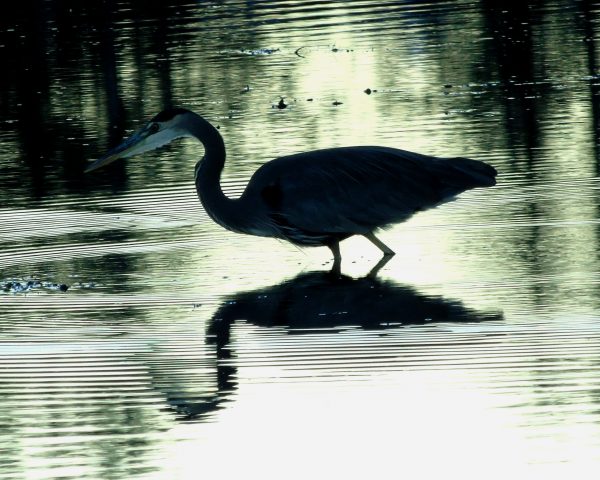 128 Great Blue Heron Jigsaw Puzzle