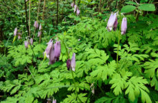 129 Pacific Bleeding Heart Jigsaw Puzzle