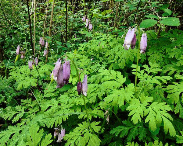 129 Pacific Bleeding Heart Jigsaw Puzzle