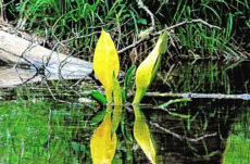 130 Skunk Cabbage Jigsaw Puzzle