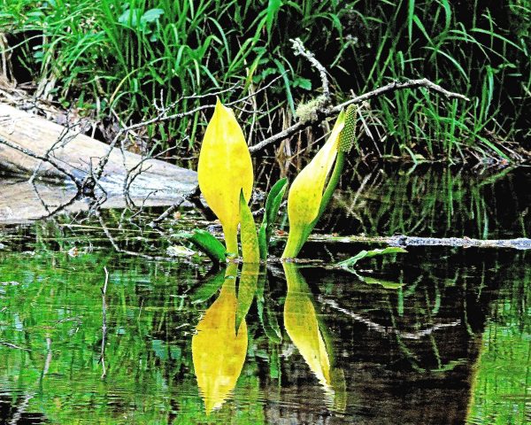 130 Skunk Cabbage Jigsaw Puzzle