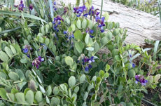 133 Beach Pea Jigsaw Puzzle