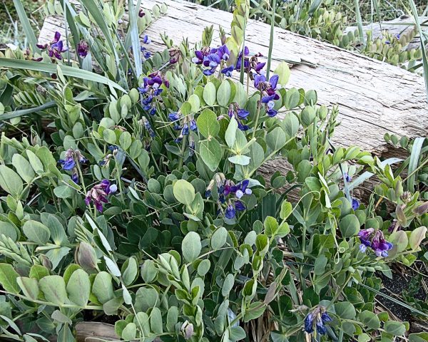 133 Beach Pea Jigsaw Puzzle