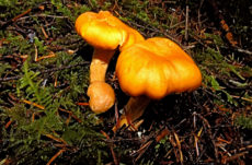 134 Chanterelle Mushroom Jigsaw Puzzle