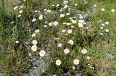 135 Ox-Eye Daisy Jigsaw Puzzle