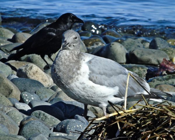 136 Herring Gull and Northwestern Crow Jigsaw Puzzle