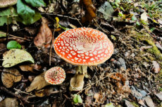 137 Amanita Muscaria Jigsaw Puzzle