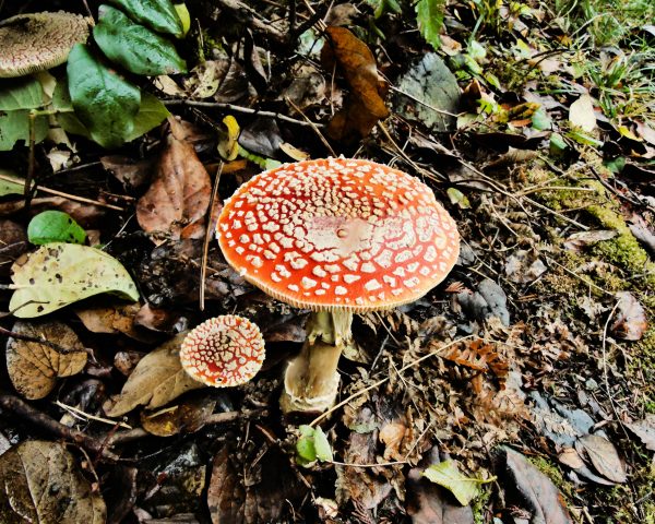 137 Amanita Muscaria Jigsaw Puzzle