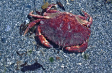 141 Red Rock Crab Jigsaw Puzzle