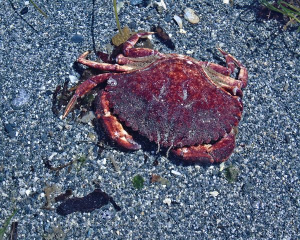 141 Red Rock Crab Jigsaw Puzzle