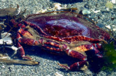 142 Red Rock Crab Jigsaw Puzzle