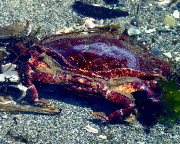 142 Red Rock Crab Jigsaw Puzzle