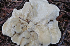 143 Hedgehog Mushroom Jigsaw Puzzle