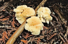 144 Hedgehog Mushroom Jigsaw Puzzle