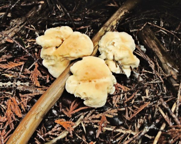 144 Hedgehog Mushroom Jigsaw Puzzle