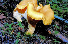 147 Chanterelle Mushroom Jigsaw Puzzle