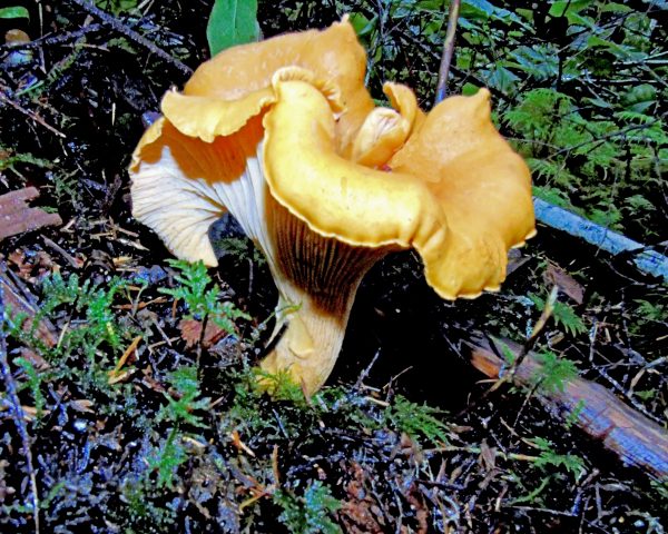147 Chanterelle Mushroom Jigsaw Puzzle