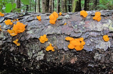149 Orange Jelly Fungus Jigsaw Puzzle