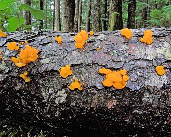 149 Orange Jelly Fungus Jigsaw Puzzle