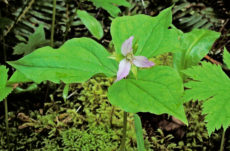 157 Western Trillium Jigsaw Puzzle