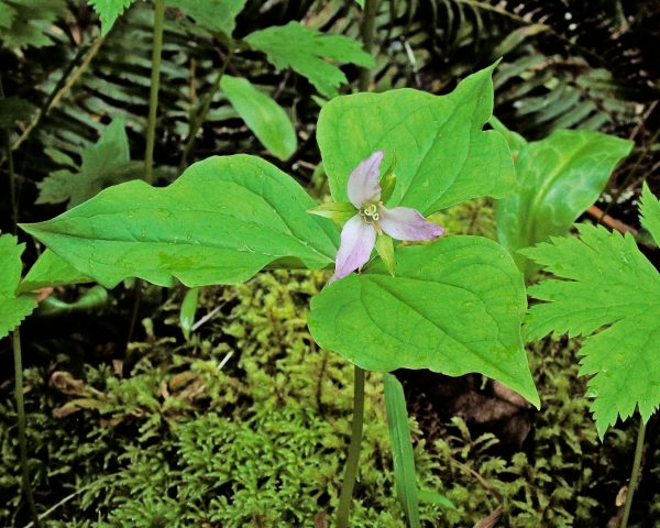 157 Western Trillium Jigsaw Puzzle