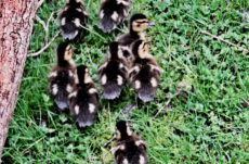 164 Mallard Ducklings Jigsaw Puzzle
