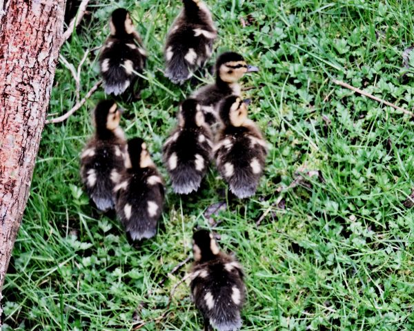 164 Mallard Ducklings Jigsaw Puzzle