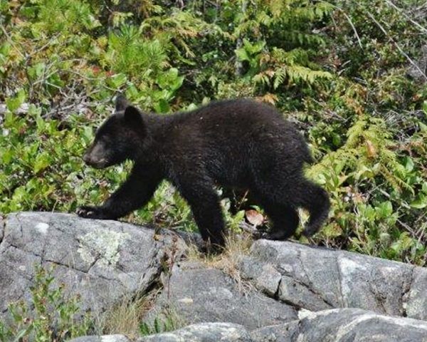 165 North American Black Bear Jigsaw Puzzle