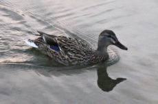 168 Mallard Duck Jigsaw Puzzle