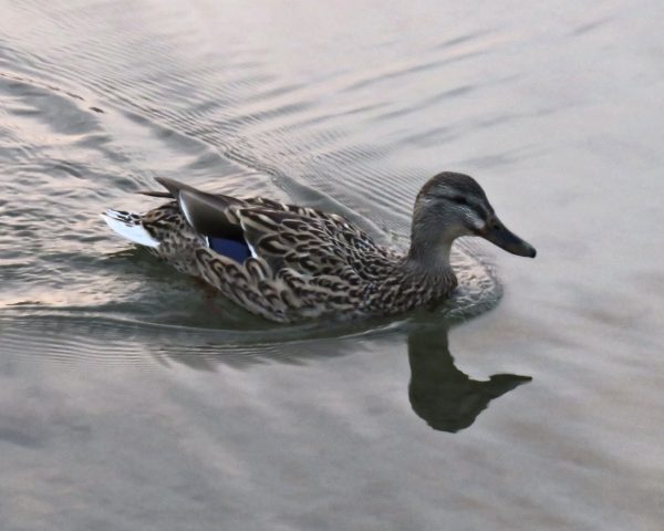 168 Mallard Duck Jigsaw Puzzle