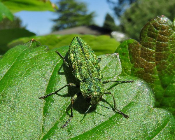 170 Emerald Ash Borer Jigsaw Puzzle