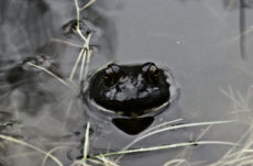 172 Oregon Spotted Frog Jigsaw Puzzle