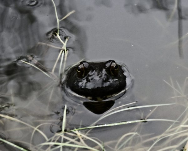 172 Oregon Spotted Frog Jigsaw Puzzle