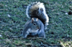 173 Eastern Grey Squirrel Jigsaw Puzzle