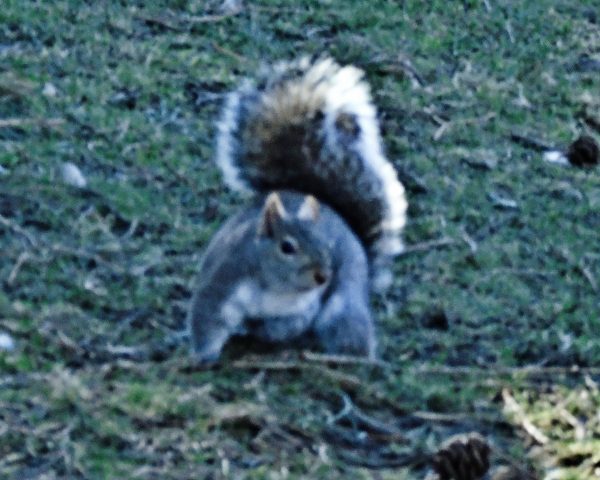 173 Eastern Grey Squirrel Jigsaw Puzzle