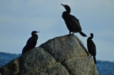 178 Double Crested Cormorant Jigsaw Puzzle
